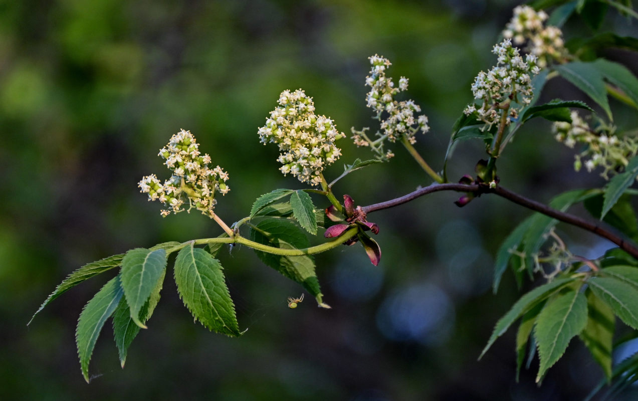 Изображение особи Sambucus racemosa.