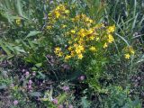 Hypericum perforatum