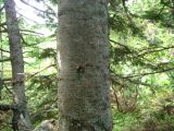 Abies sachalinensis. Часть ствола. Сахалин, окр. г. Южно-Сахалинска. Август 2010 г.