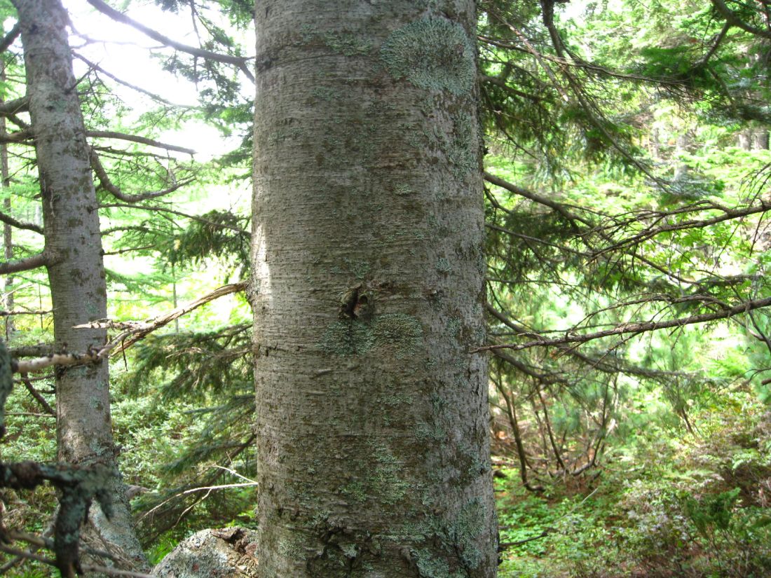 Изображение особи Abies sachalinensis.