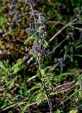 Clinopodium vulgare