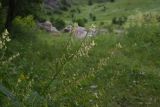Astragalus galegiformis