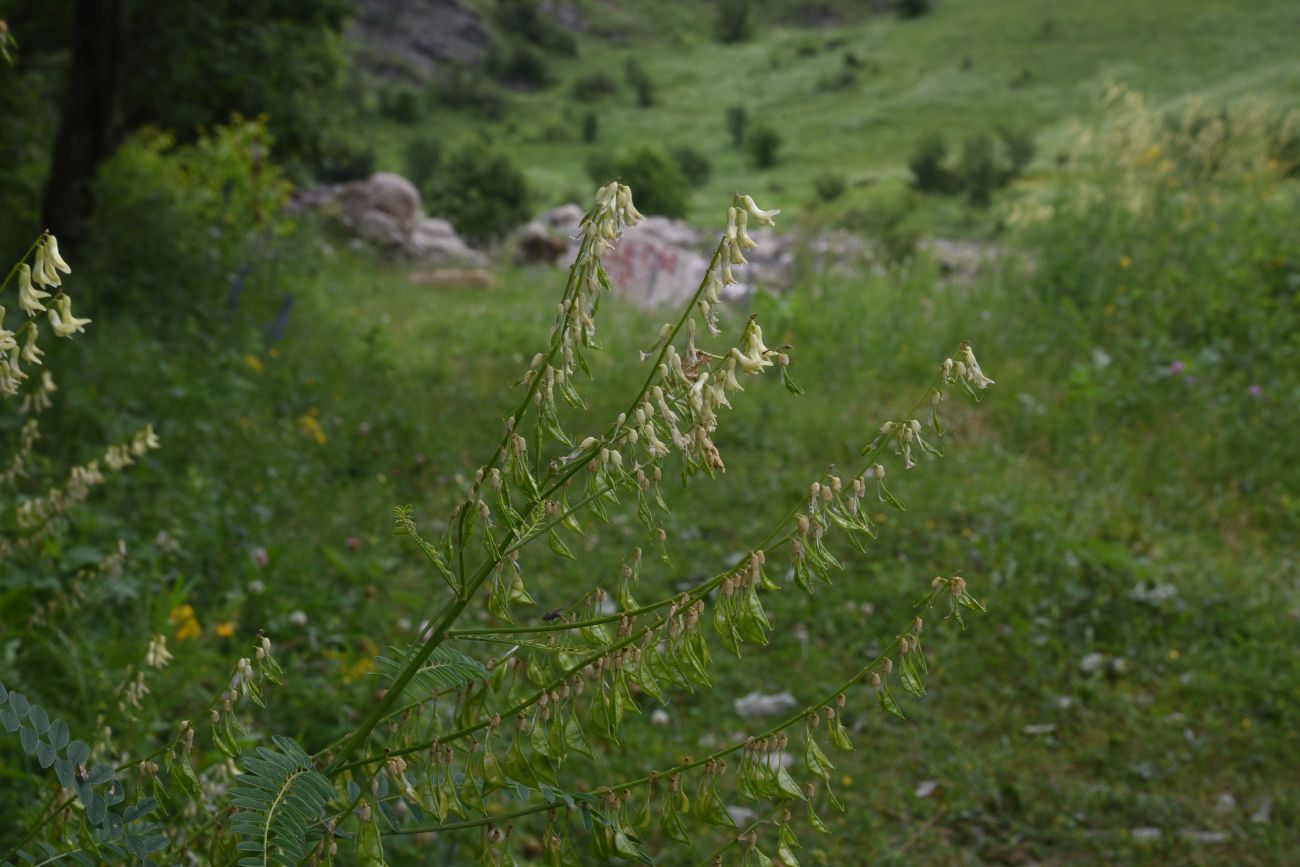 Image of Astragalus galegiformis specimen.