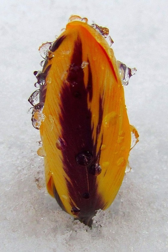 Image of Crocus angustifolius specimen.