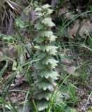 Ajuga orientalis. Отцветшее растение. Краснодарский край, м/о Новороссийск, окр. с. Сукко, окр. оз. Сукко, залесённый левый борт долины, небольшая поляна на крутом каменисто-дернистом склоне. 14.06.2021.
