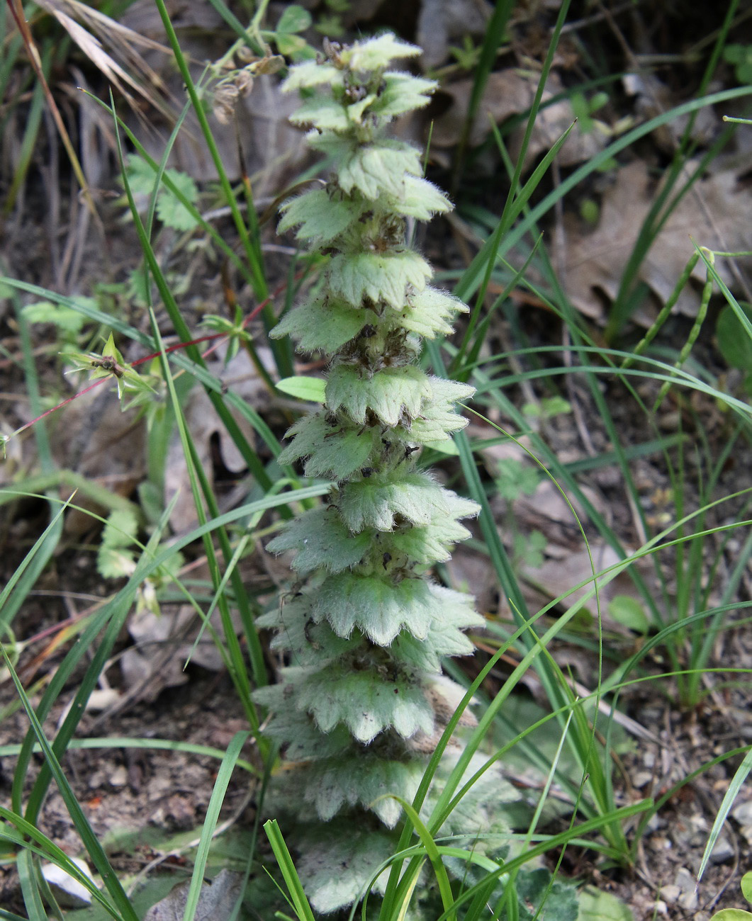 Изображение особи Ajuga orientalis.
