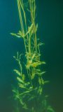 Potamogeton gramineus. Вегетирующее растение. Псковская обл., Пустошкинский р-н, Алольская волость, оз. Синовино, глубина 2,5 м, песчаное дно. 25.08.2015.