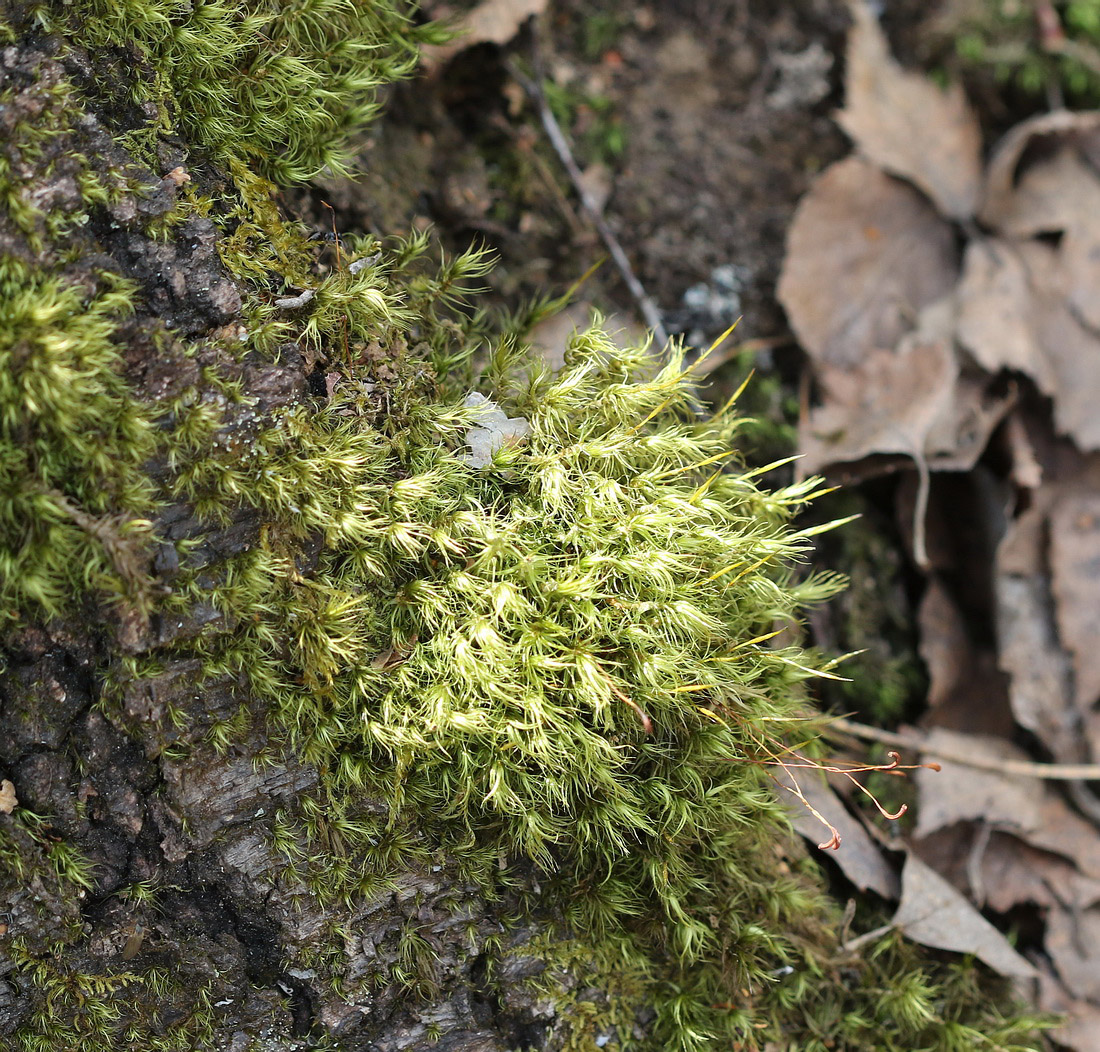 Image of genus Dicranum specimen.