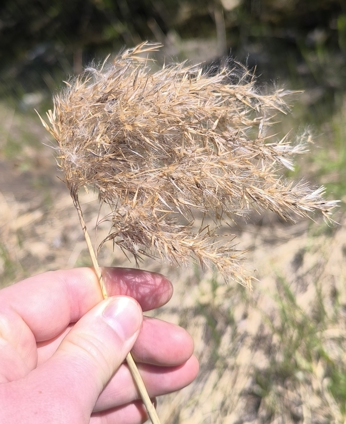 Image of Phragmites australis specimen.