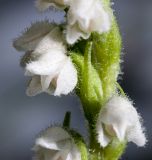 Goodyera repens