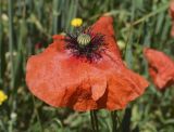 Papaver rhoeas. Цветок. Испания, Каталония, пров. Жирона, комарка Баш Эмпорда, муниципалитет Калонже, залежь. 29.04.2025.