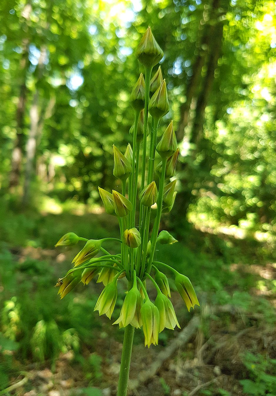 Изображение особи Nectaroscordum bulgaricum.
