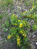 genus Chamaecytisus. Цветущее растение. Краснодарский край, МО Новороссийск, гора Глебовка. Апрель 2025 г.