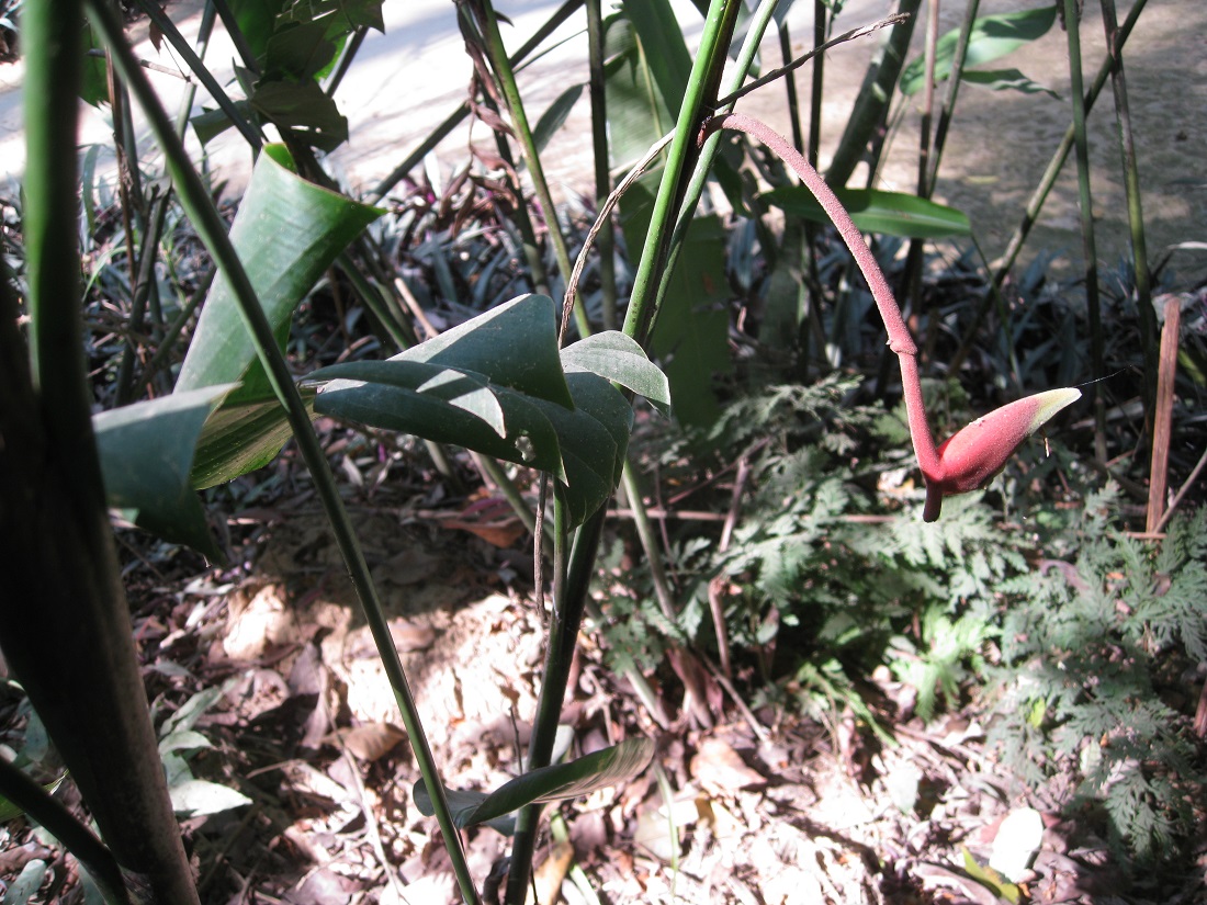 Image of Heliconia rostrata specimen.