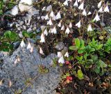 Linnaea borealis