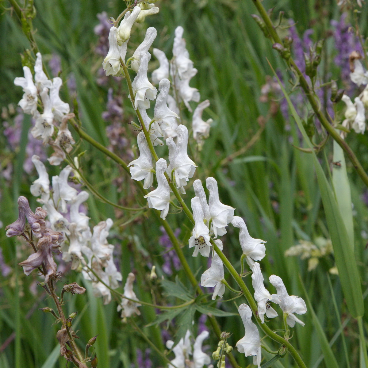 Image of Aconitum leucostomum specimen.