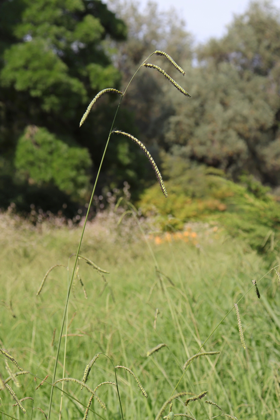 Image of Paspalum dilatatum specimen.
