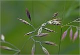 genus Festuca. Веточка соцветия. Московская обл., Раменский р-н, окр. дер. Хрипань, садовый участок. 11.06.2025.