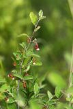 Cotoneaster melanocarpus. Ветвь с соцветиями. Приморский край, Шкотовский р-н, окр. с. Многоудобное, выходы известняковых скал на гребне горы. 31.05.2025.
