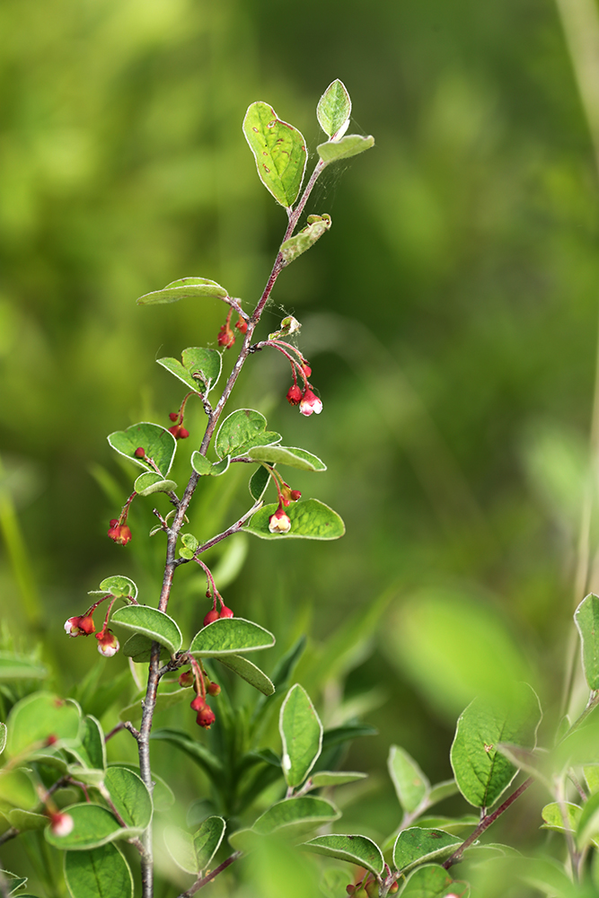 Image of Cotoneaster melanocarpus specimen.