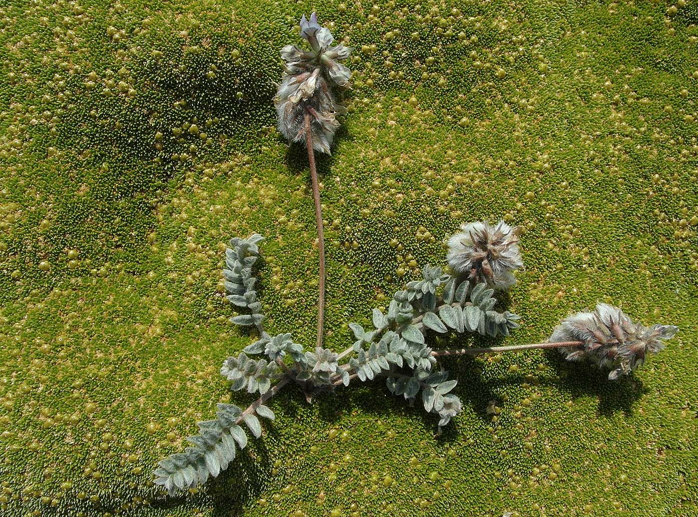 Image of Oxytropis sewerzowii specimen.