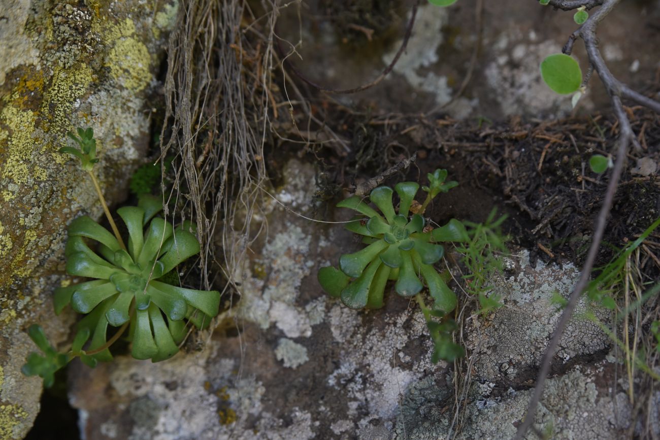 Image of Unknown species specimen.
