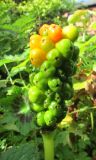 Arum italicum. Соплодие с созревающими (вверху) и незрелыми плодами. Московская обл., Щёлковский р-н, в культуре. 07.09.2025.
