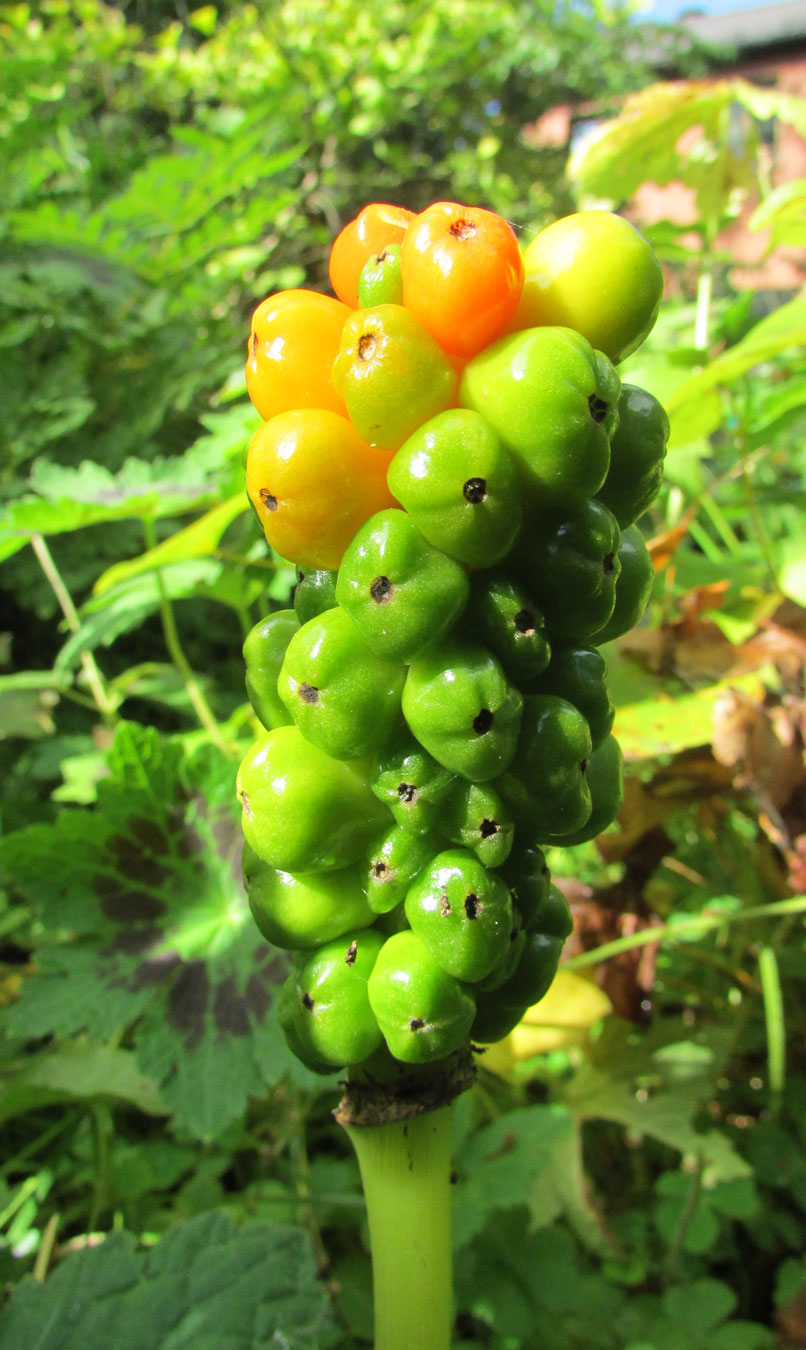 Изображение особи Arum italicum.