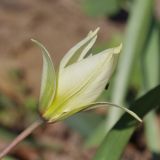 Image of taxon representative. Author is Евгений Комаров