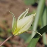 Tulipa biebersteiniana