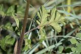 Heracleum sibiricum