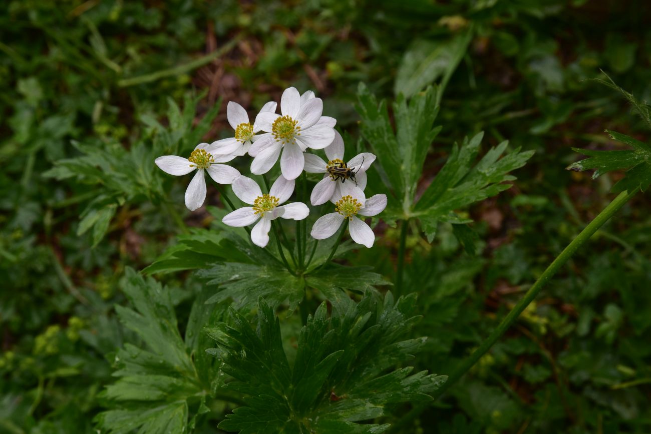 Изображение особи Anemonastrum fasciculatum.