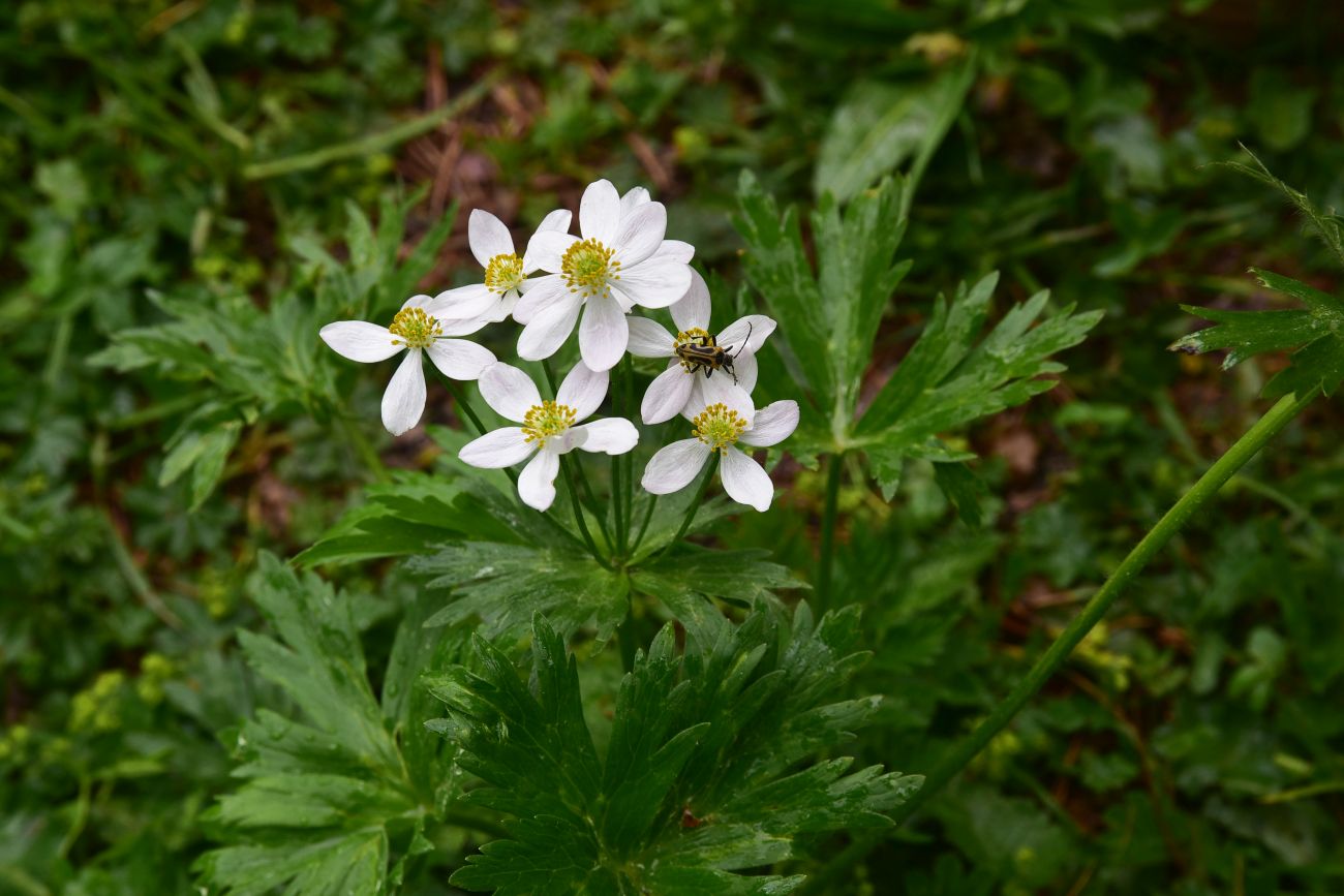 Изображение особи Anemonastrum fasciculatum.