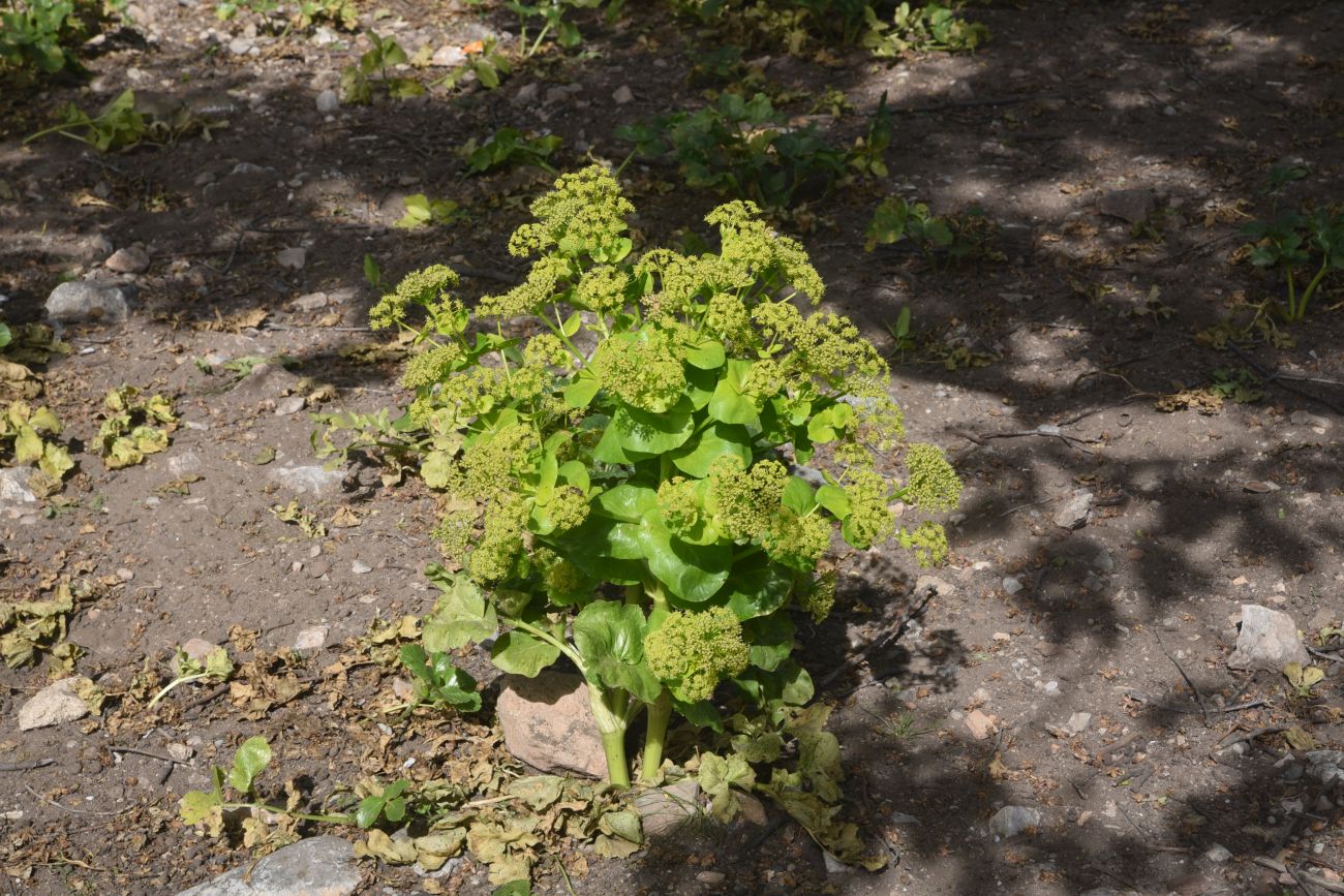 Image of Smyrnium rotundifolium specimen.