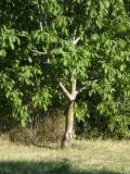 Juglans regia