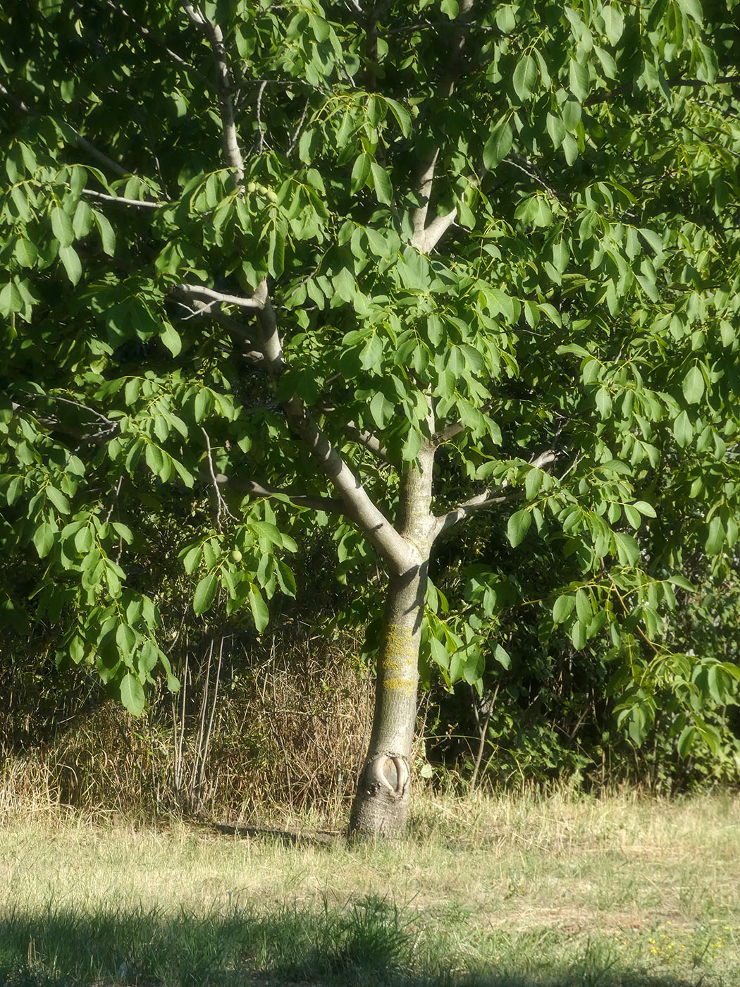 Изображение особи Juglans regia.