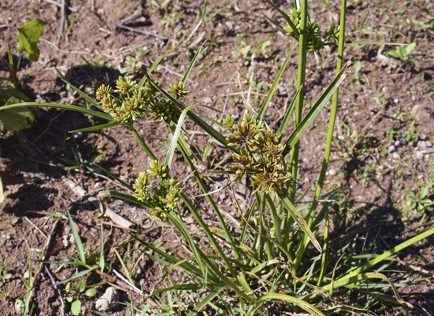 Image of Cyperus eragrostis specimen.