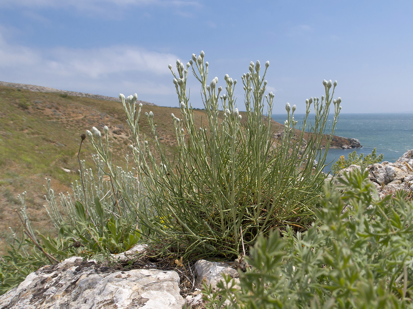 Image of Jurinea stoechadifolia specimen.