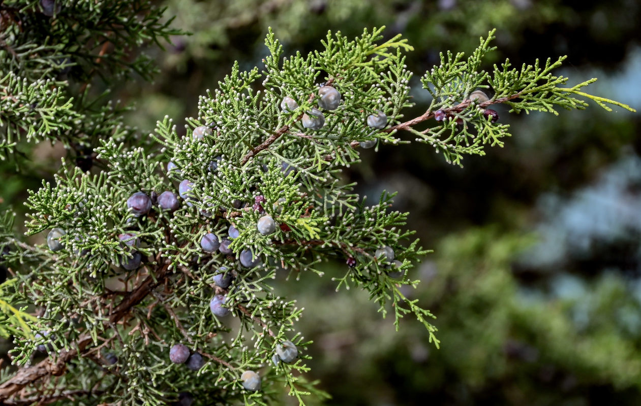 Изображение особи Juniperus phoenicea.