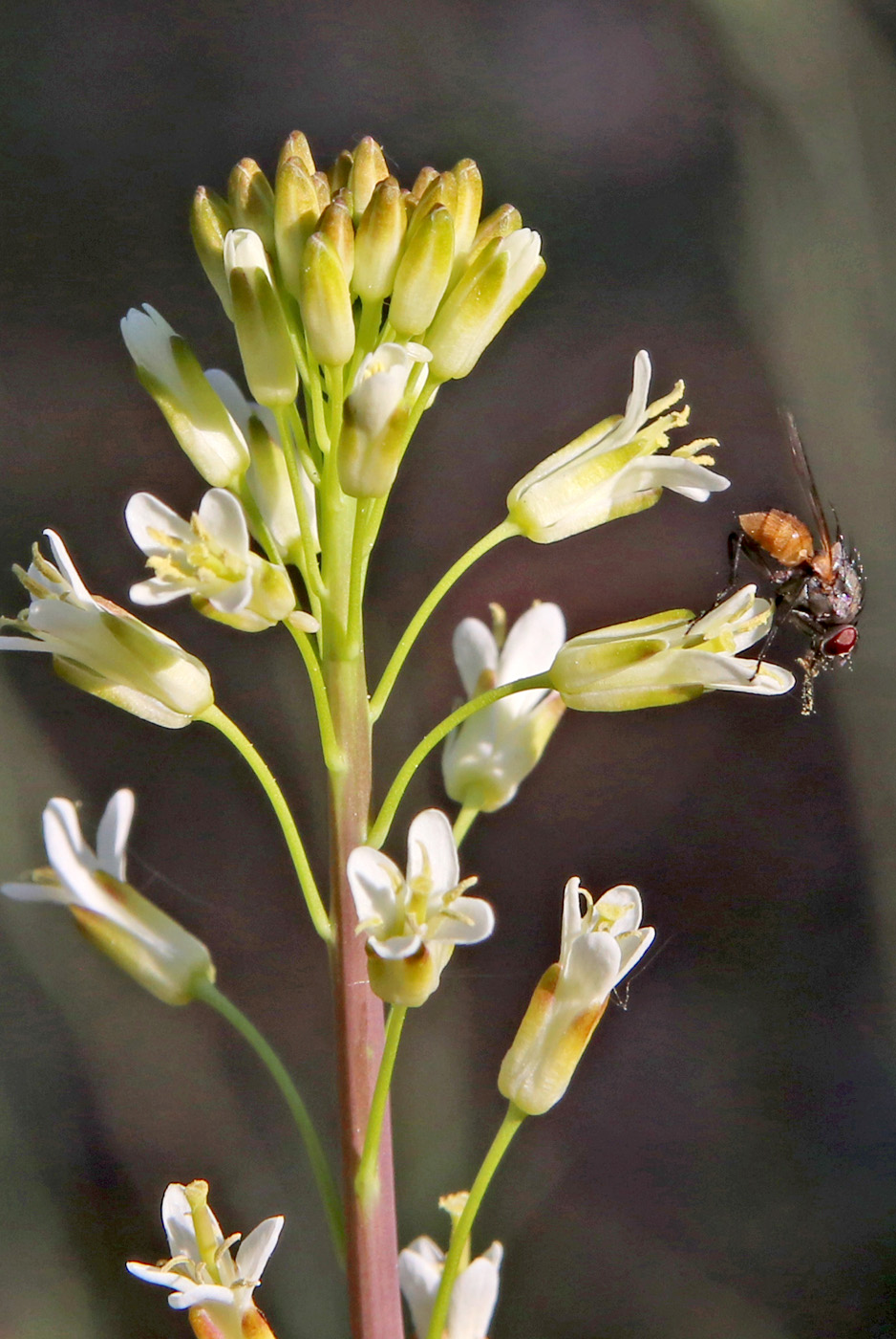 Image of Turritis glabra specimen.