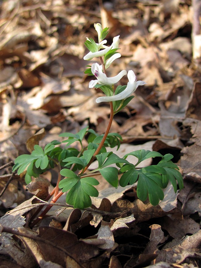 Image of Corydalis paczoskii specimen.