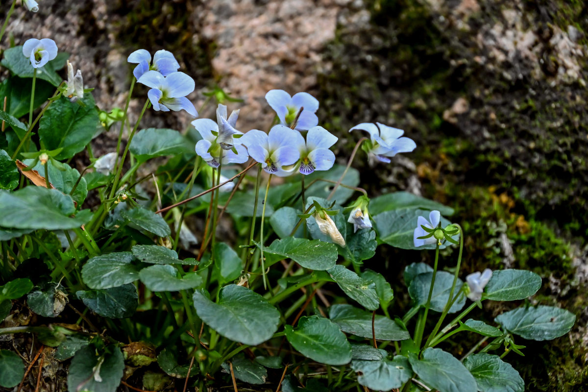 Изображение особи Viola heyuanensis.