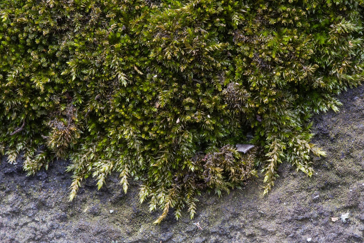 Image of Platygyrium repens specimen.