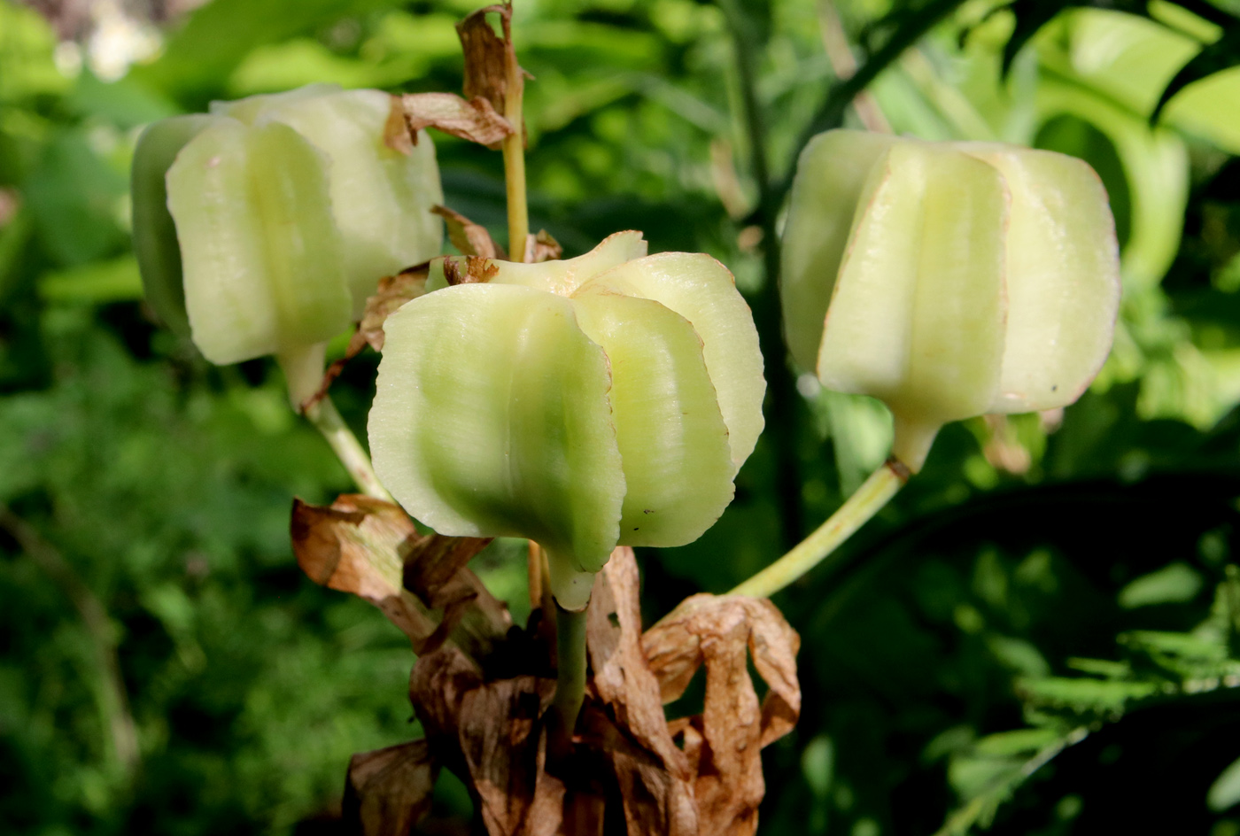 Image of Fritillaria imperialis specimen.
