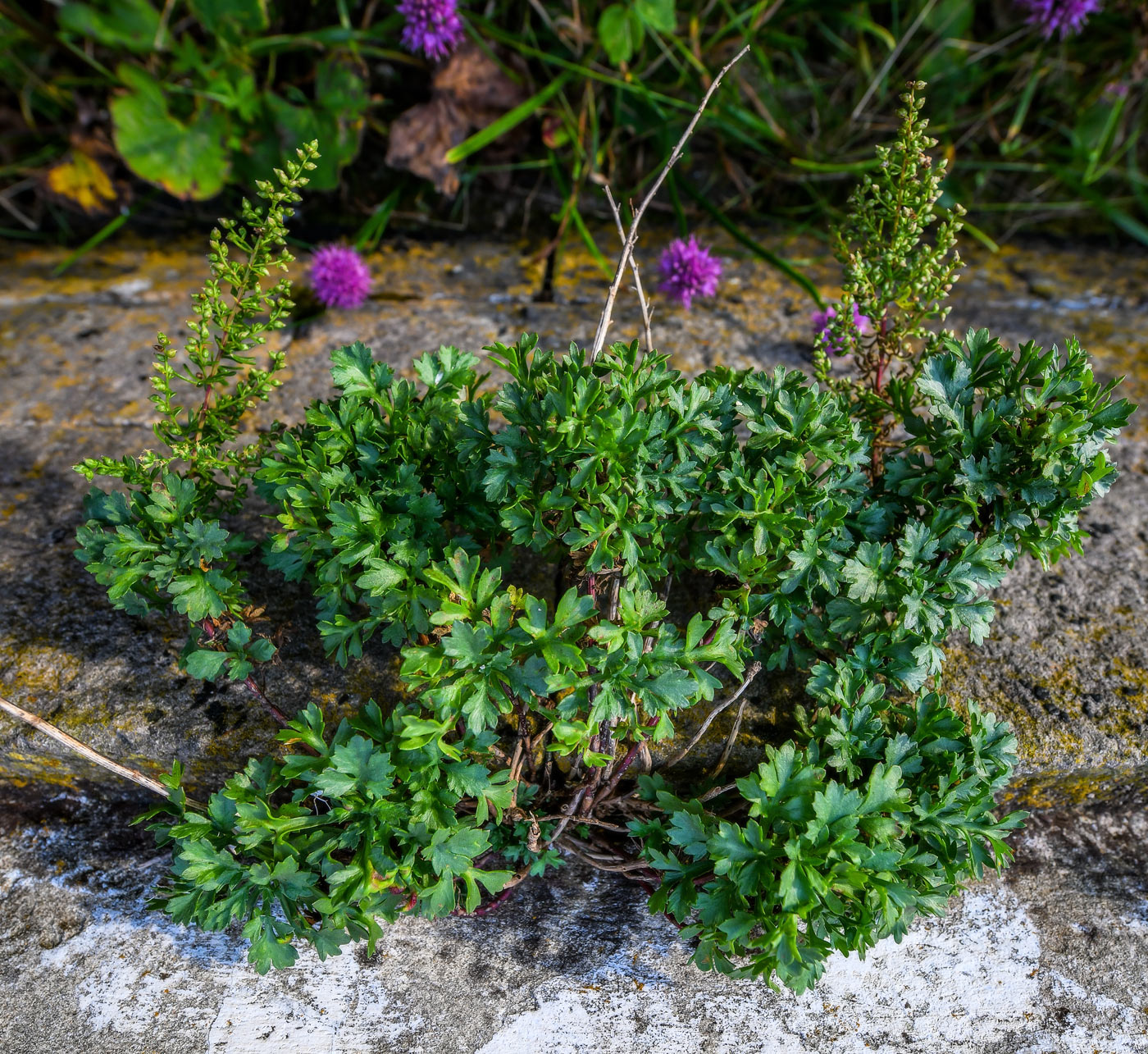 Image of Artemisia littoricola specimen.