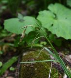 Carex pendula. Верхушка цветущего растения. Республика Адыгея, Майкопский р-н, ущ. р. Аминовка, 50 м ниже водопада Аминовский, широколиственный лес. 5 мая 2025 г.
