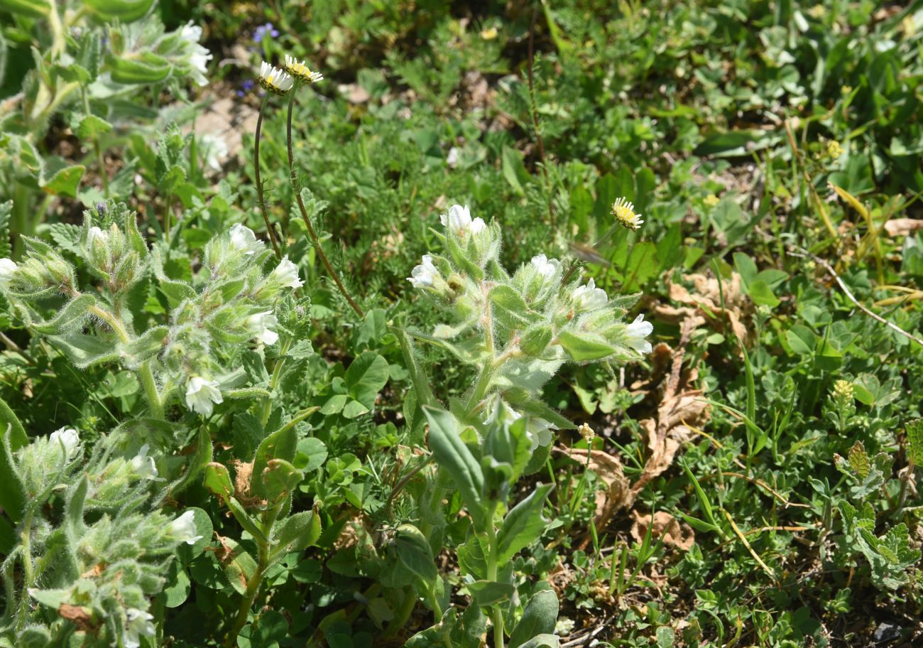 Image of genus Nonea specimen.