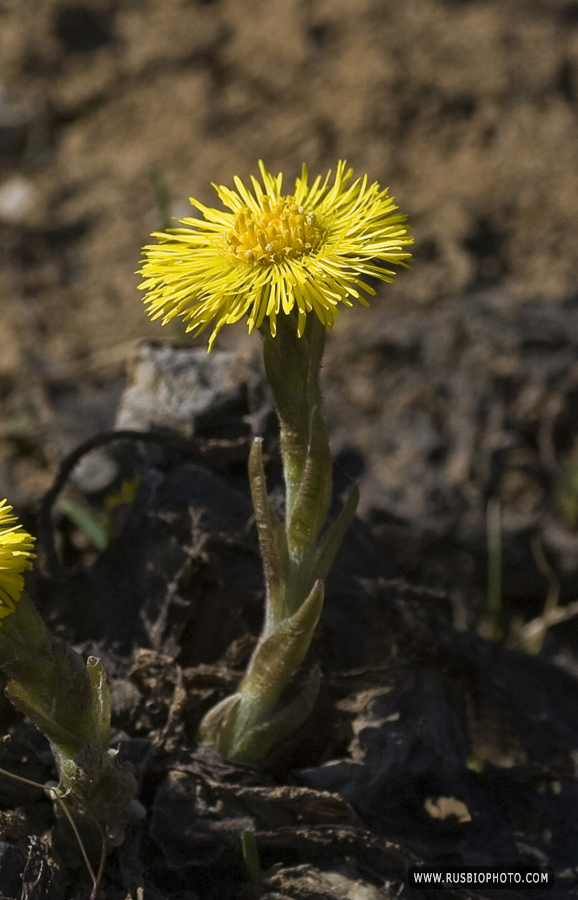 Image of Tussilago farfara specimen.