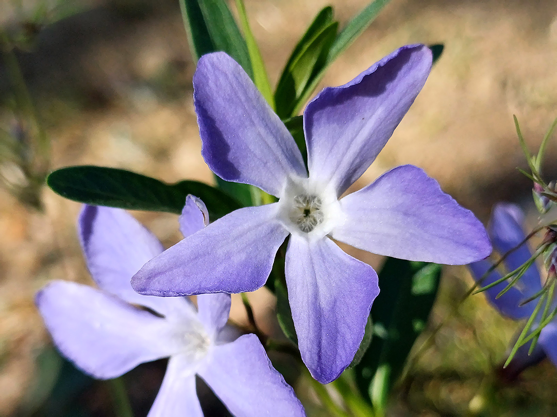 Изображение особи Vinca herbacea.