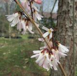 Abeliophyllum distichum. Часть побега с соцветиями. Московская обл., Щёлковский р-н, в культуре. 18.04.2026.